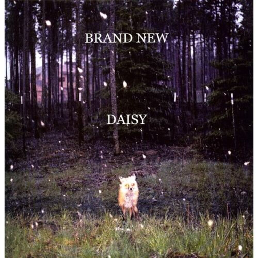 Daisy